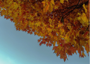 tree with orange leaves against a blue sky
